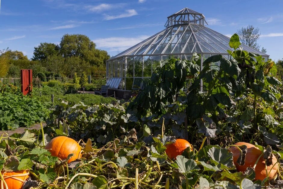 Be inspired by pumpkin displays at RHS Gardens