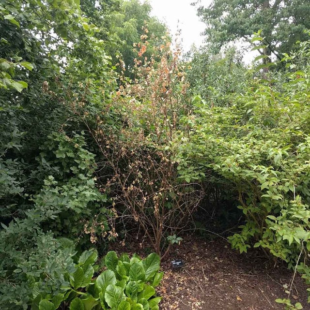 Dead Ribes shrub. Image: Jassy Drakulic