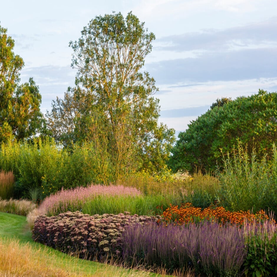 Fleshy <i>Hylotelephium</i> and many grasses are drought tolerant