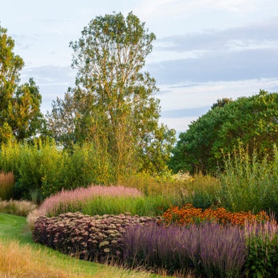 Fleshy <i>Hylotelephium</i> and many grasses are drought tolerant