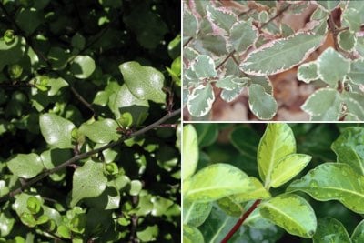 Pittosporum by leaf type