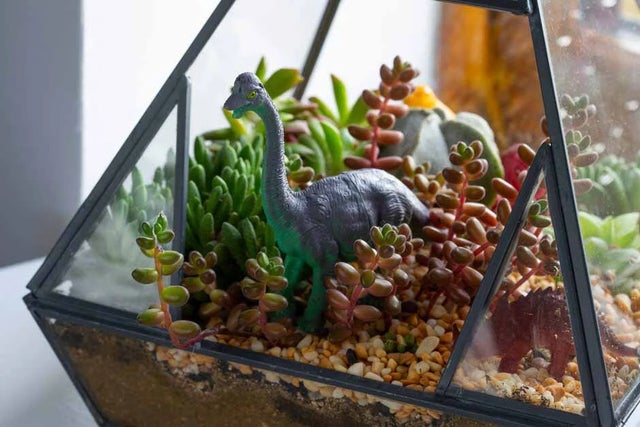 RHS Houseplant hub