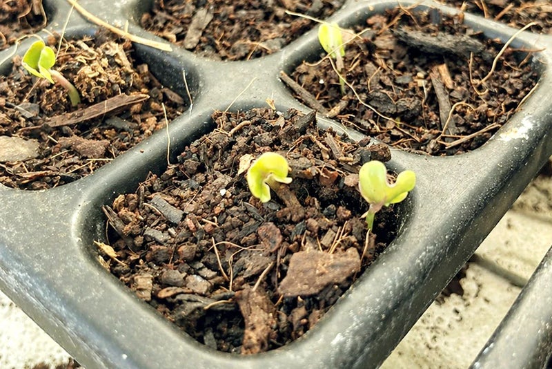 A plant sprouts in a black container