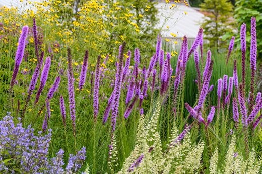 National Collection of Liatris