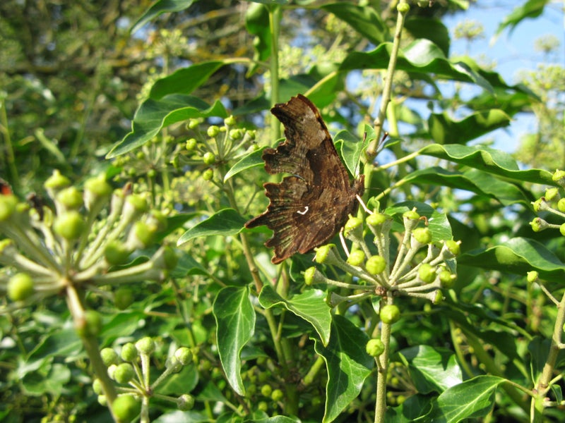 A brown comma butterfly on ivy flowers