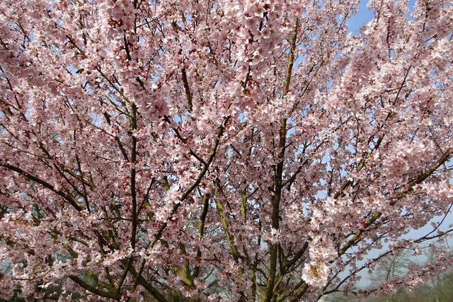 Trees for smaller gardens