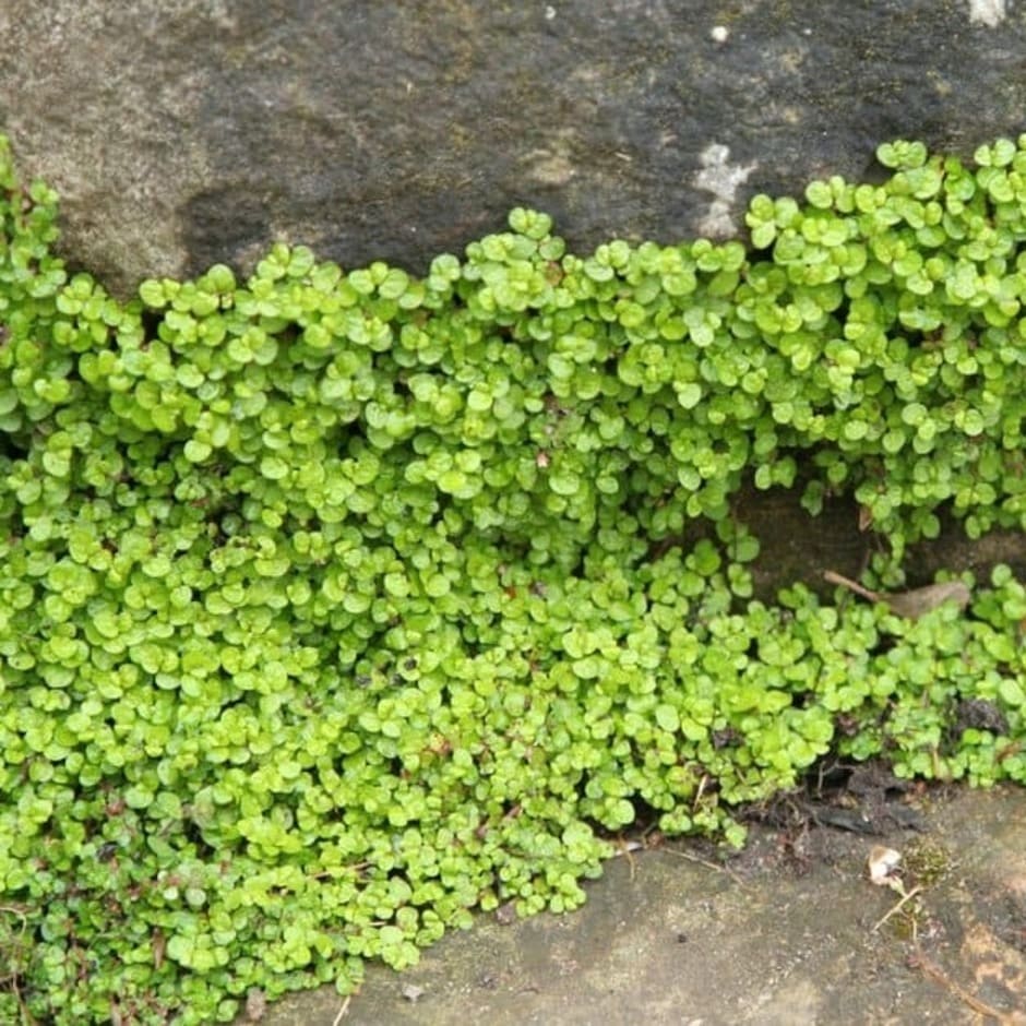 Mind-your-own-business Groundcover Plant | RHS Advice