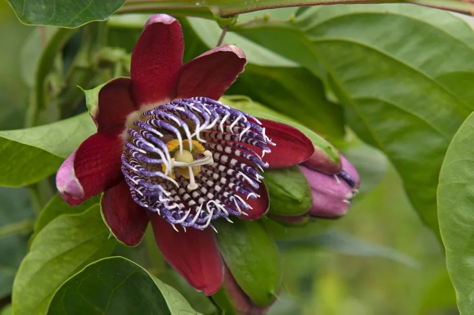 Tynings Climbers