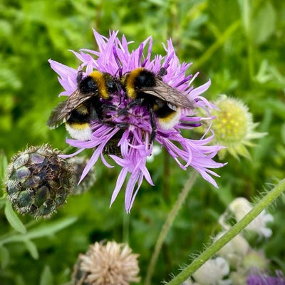 Two white-tailed bumblebees on knapweed