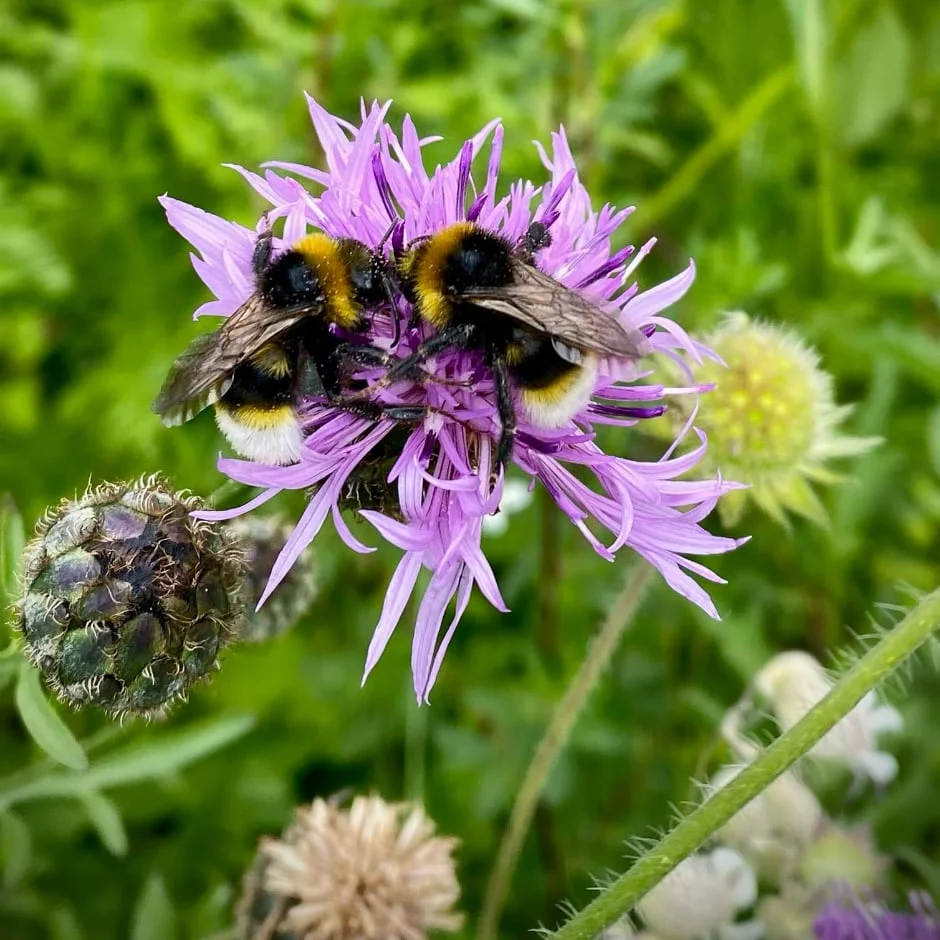 Two white-tailed bumblebees on knapweed