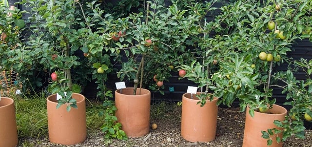 Grow a mini orchard in pots