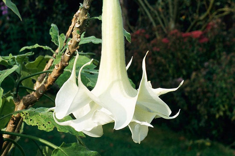 Dramatic flowers