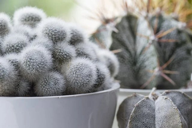 Succulent houseplant inspiration