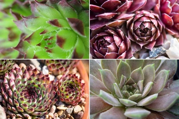 Choosing sempervivum by colour
