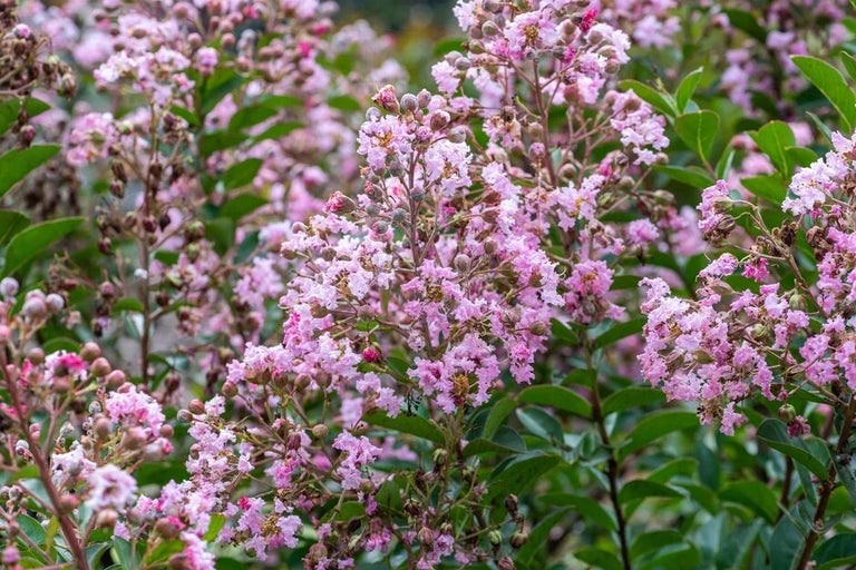 National Plant Collections