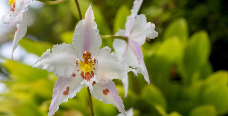 Oncidium orchids (cool growing)