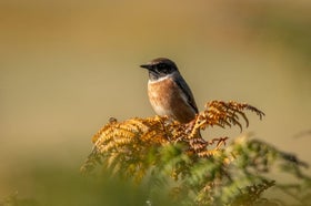 Bracken: Control Methods | RHS Advice