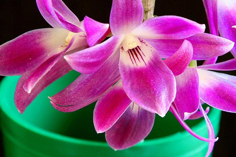 Shop for orchids