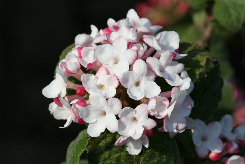 A close up of a flower