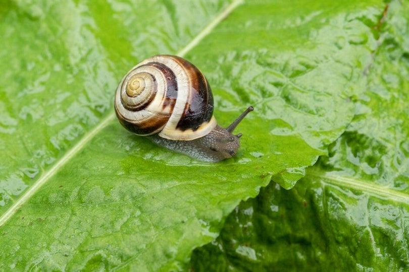Slugs and Snails | RHS Advice
