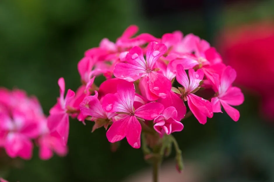 Cornerways Nursery