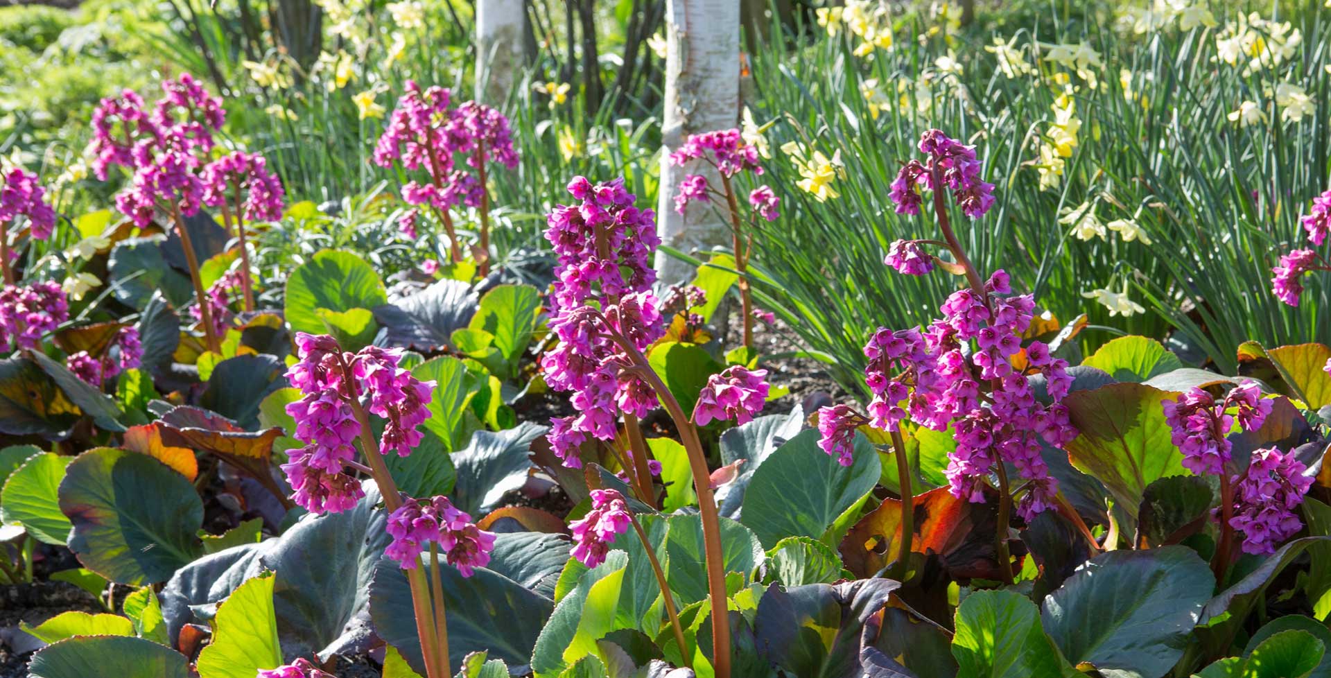 Bergenia / RHS Plant Guide