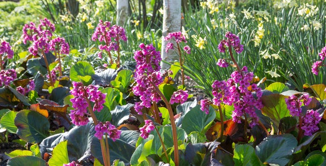 How to grow Bergenia