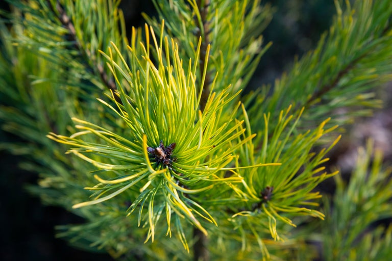 Buy pines from RHSplants.co.uk