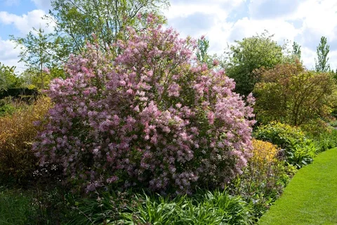 Hypericum Tree Hypericum / RHS Plant Guide