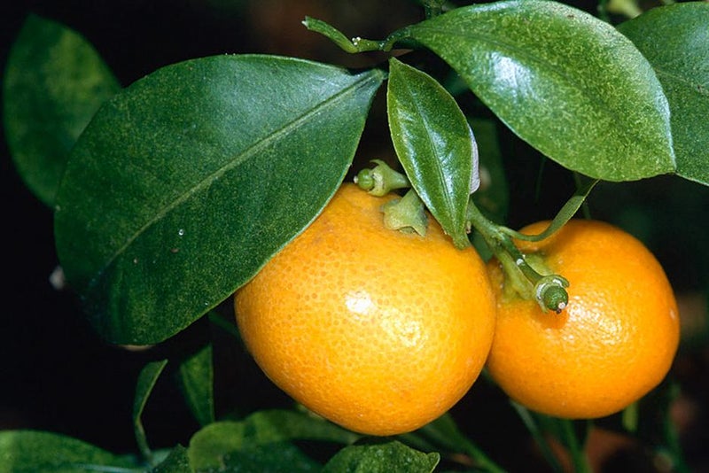 Squeeze in citrus