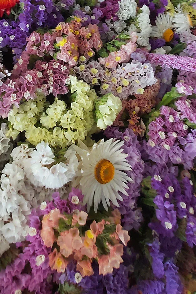Limonium sinuatum ‘Pacific’ mixed