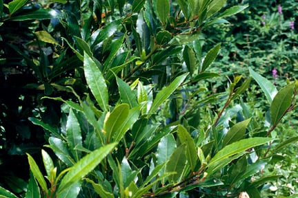 Bay tree (<em>Laurus nobilis</em>)