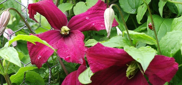 10 award-winning clematis