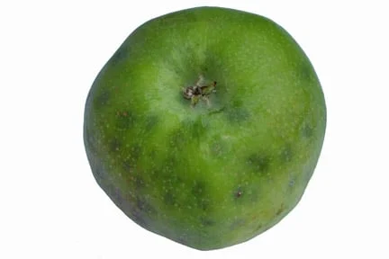 Bitter Pit Control Bitter Pit in Apples: Prevention Tips | RHS Advice
