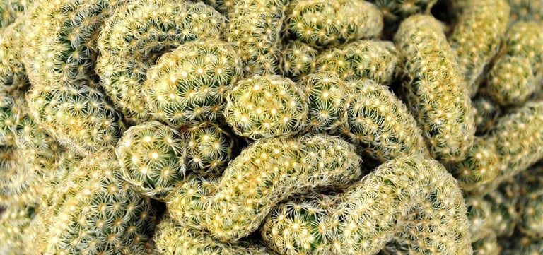 Spooktacular Halloween plants