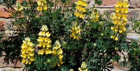 Tree Lupins / RHS Plant Guide