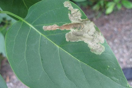 Lilac blight: Symptoms, Causes & Control | RHS Advice
