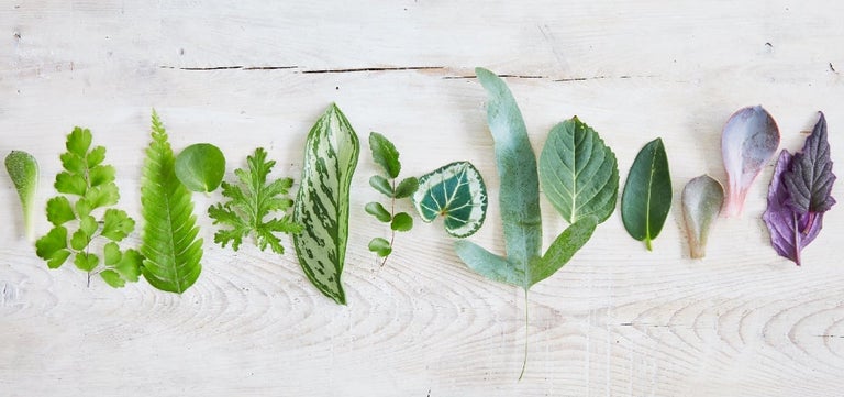 Houseplant design principles: colour