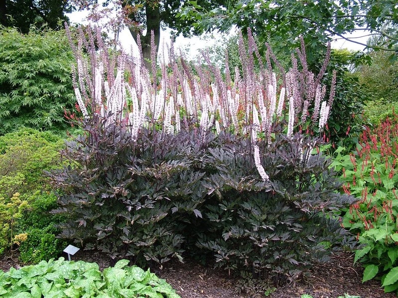 Tall and fragrant