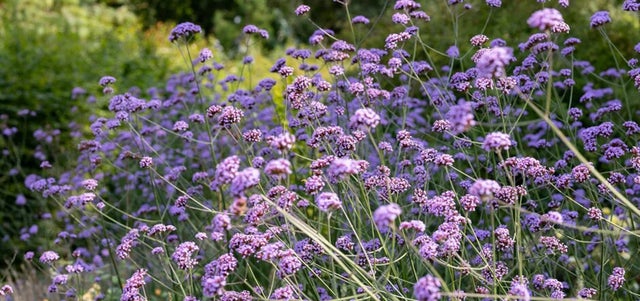 Top plants Tom Hart Dyke couldn’t do without