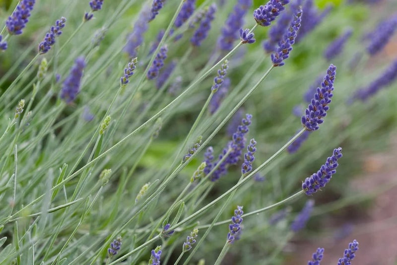 Heavenly lavenders
