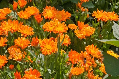 Calendula / RHS Plant Guide