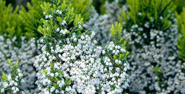Tree heathers