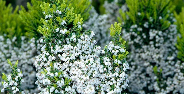 Tree heathers