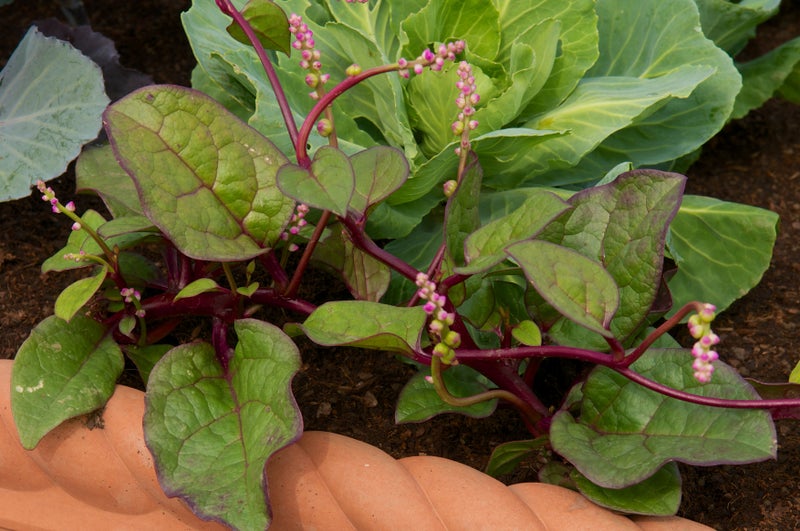 Leaves and flowers of Malabar spinach, Basella alba
