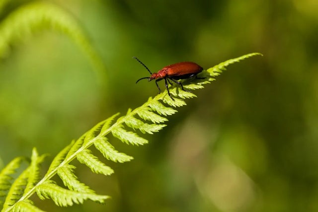 Wildlife gardening
