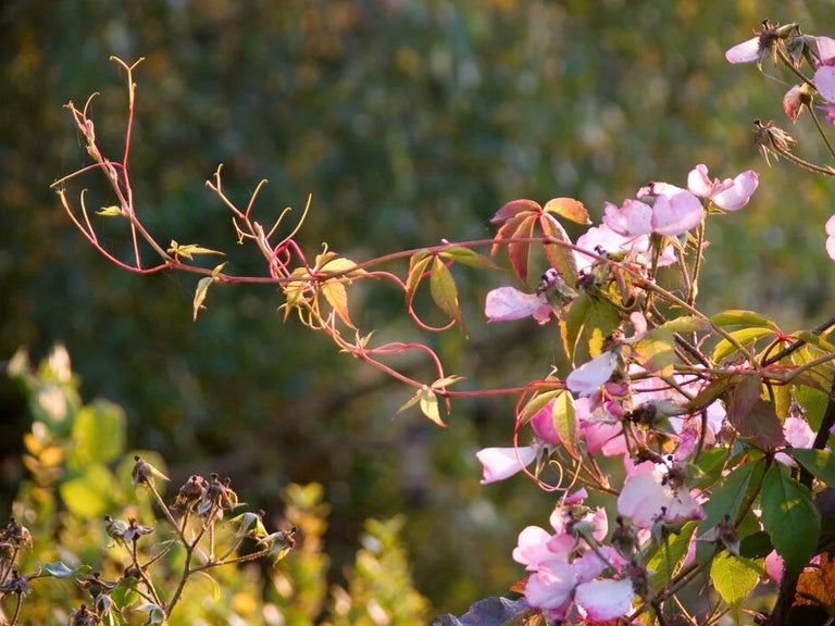 See all the National Plant Collections