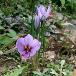 Saffron: Growing and Harvesting | RHS Advice