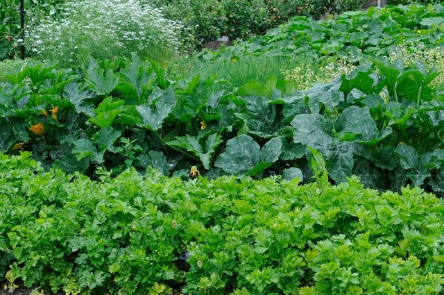 Grow Your Own