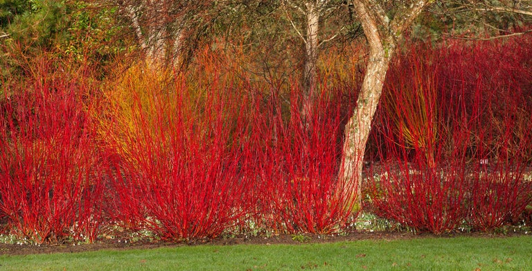 Winter stem colour dogwood